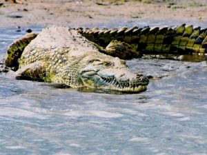 Крокодил на отмели фото